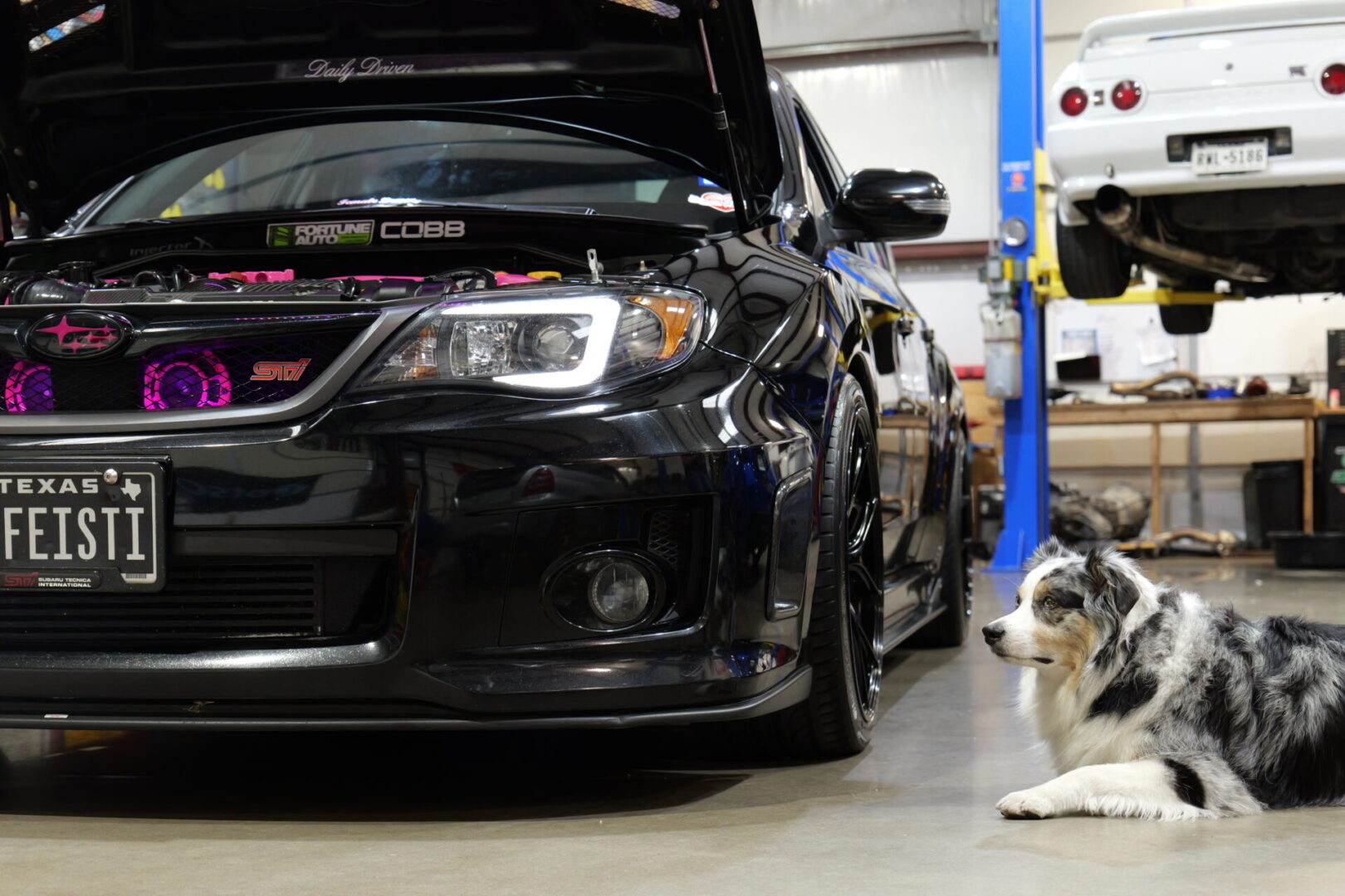 Black Subaru with hood open and dog.